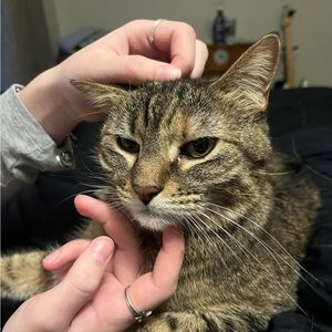 Meet your Posher, Elon